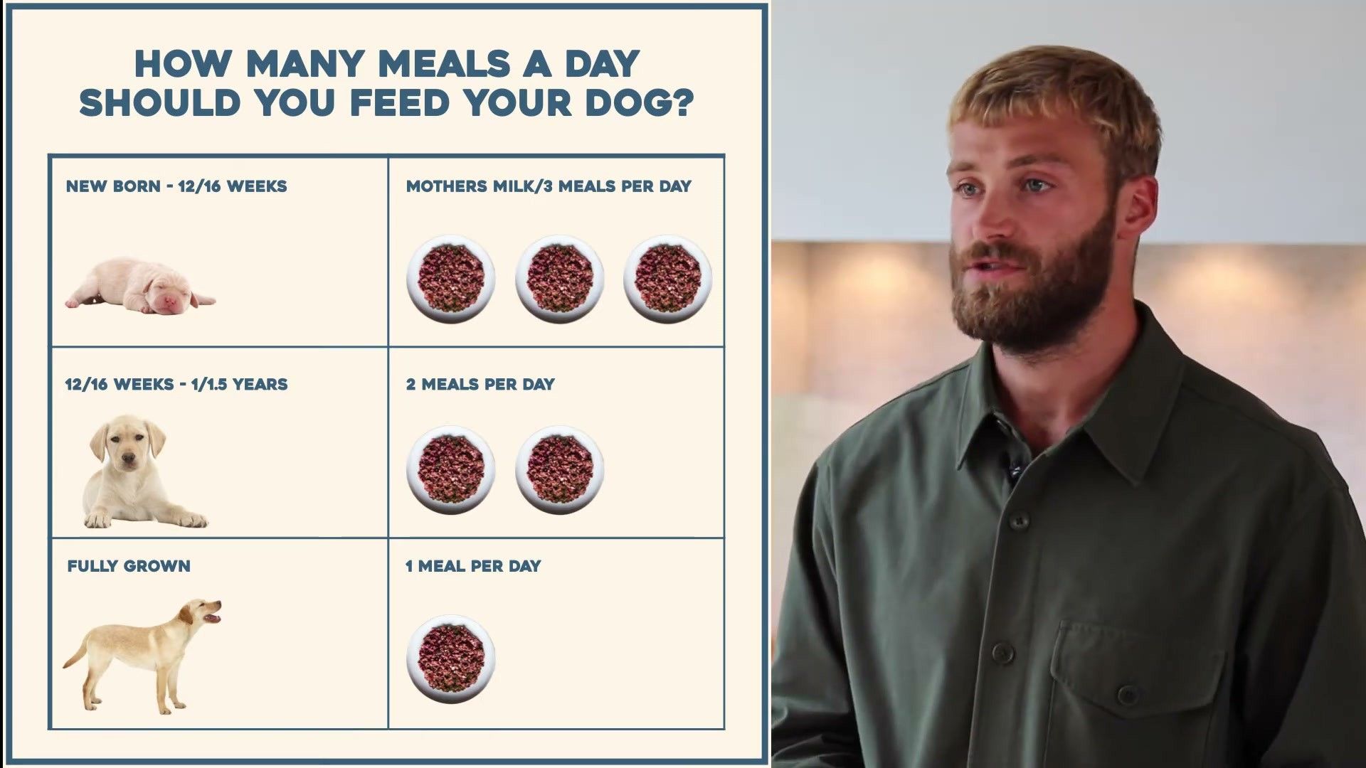 Your Week‑by‑Week Working Dog Nutrition Protocol — detailed clinical overview for dog owners