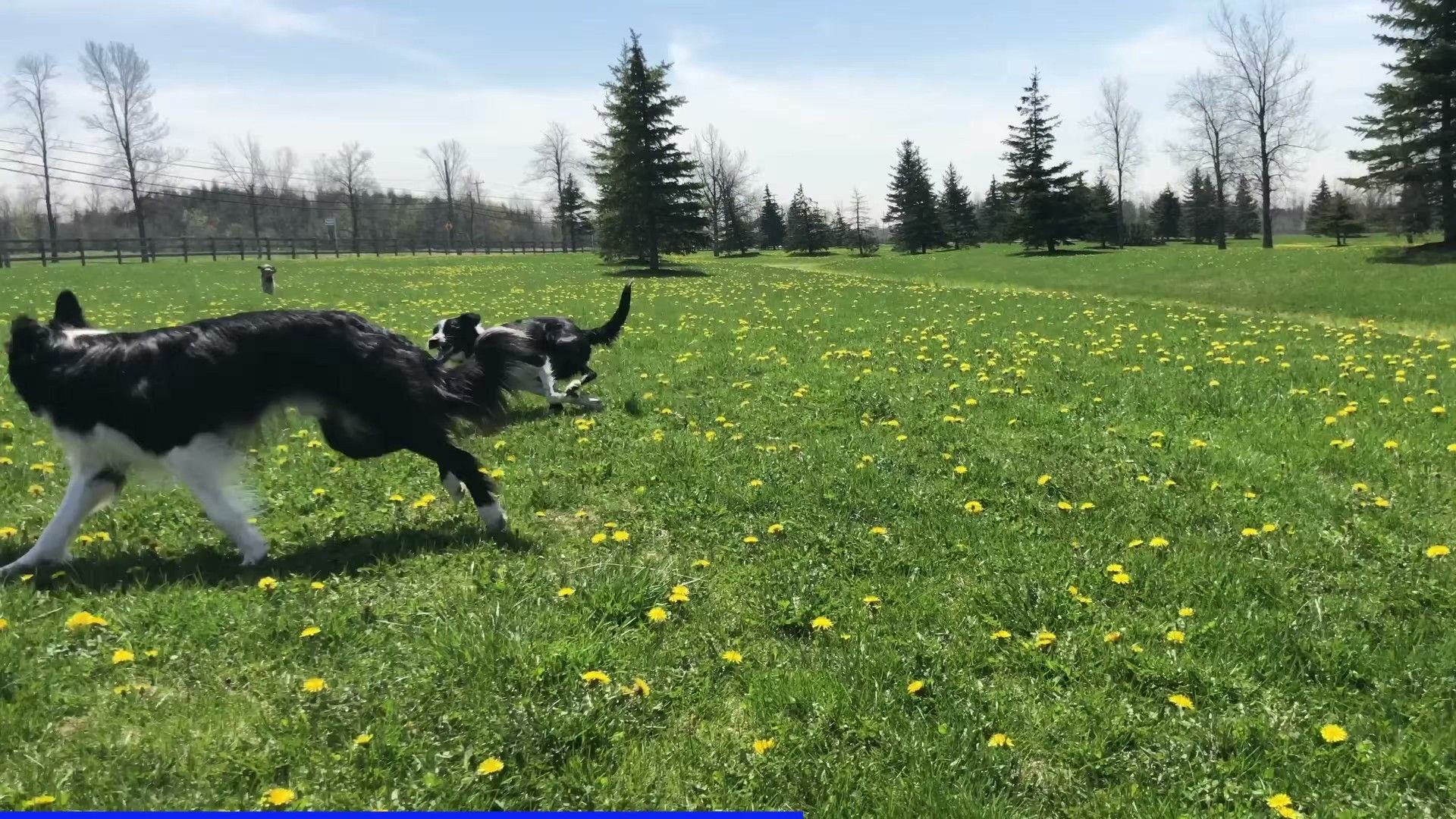 Emergency Protocol: What To Do If Your Dog Eats Something Toxic — detailed clinical overview for dog owners