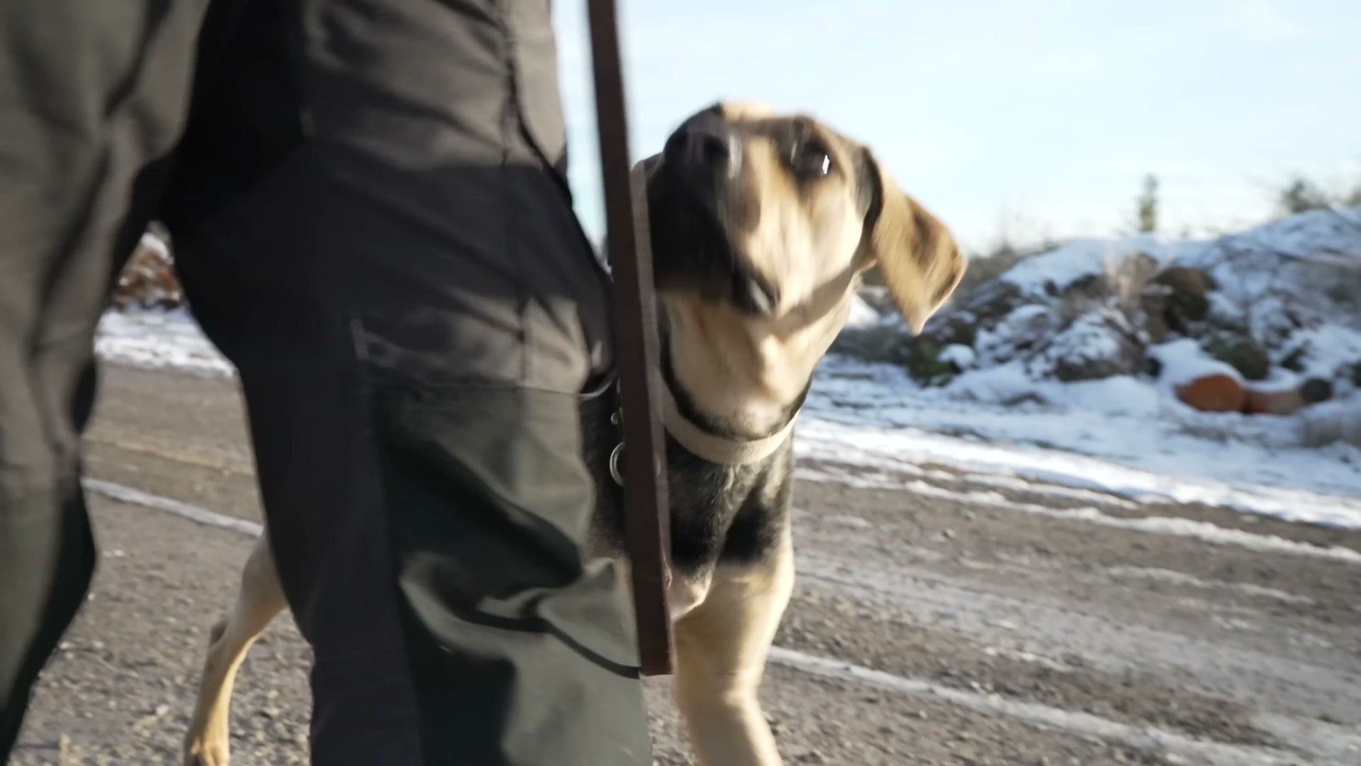 Dog walking politely on loose leash beside owner on tree-lined sidewalk