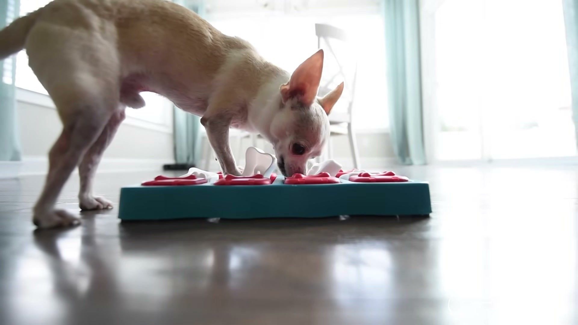 References Audit — evidence-based management for dogs