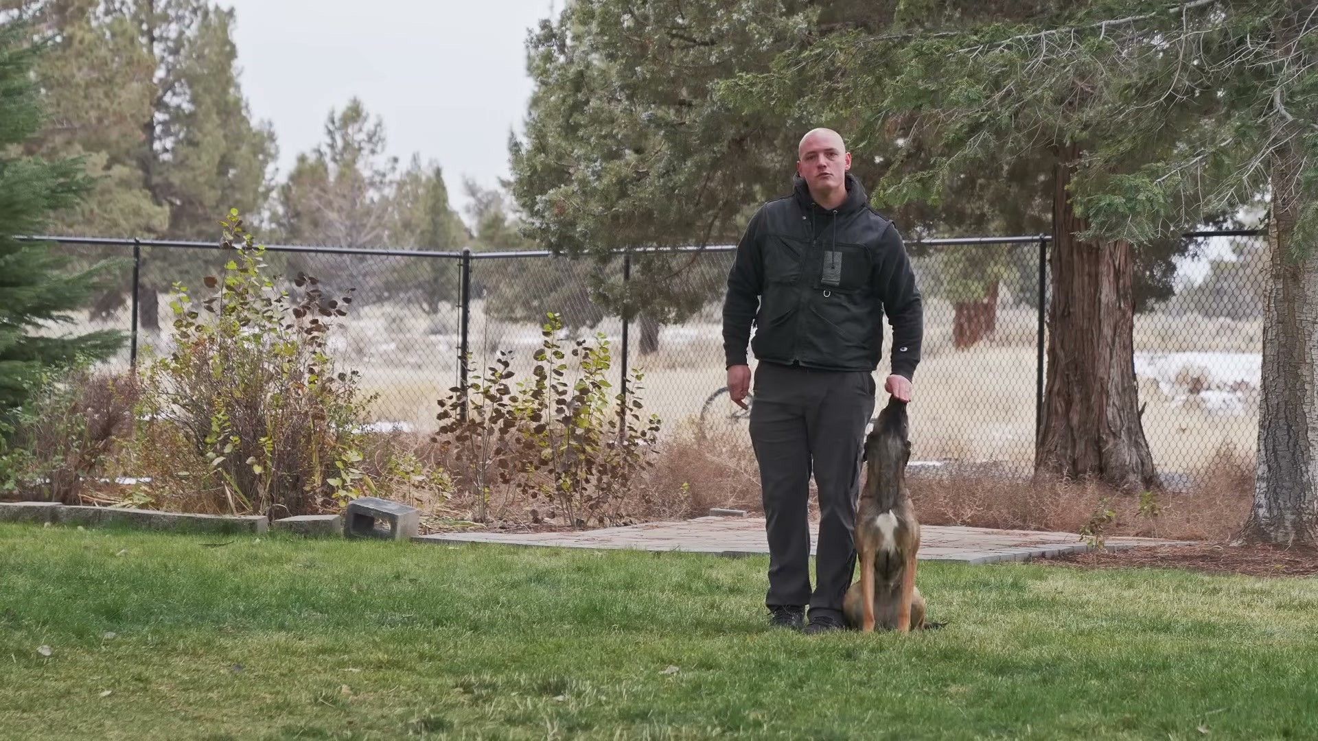 Why Working Dogs Need More Than a Standard Maintenance Diet — detailed clinical overview for dog owners