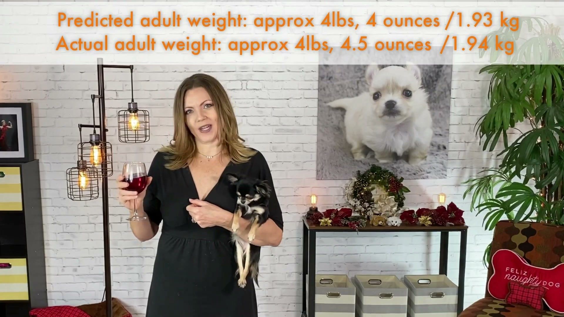 References Audit — evidence-based management for dogs