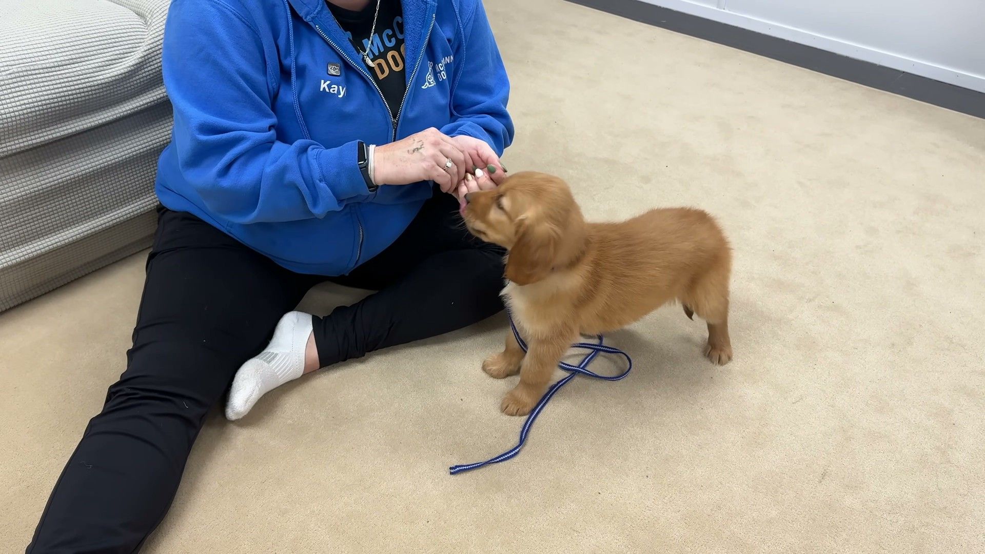 The Step-by-Step Protocol: Zero to Reliable in 3 Stages — detailed clinical overview for dog owners