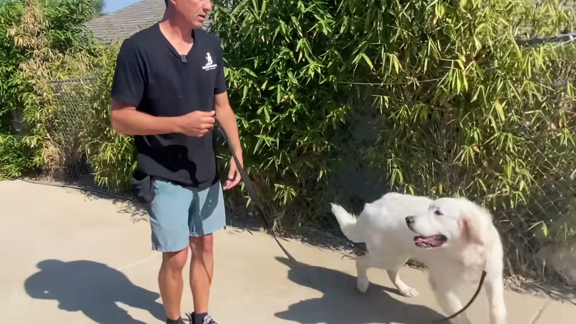 Why Does My Dog Pull on the Leash? — detailed clinical overview for dog owners