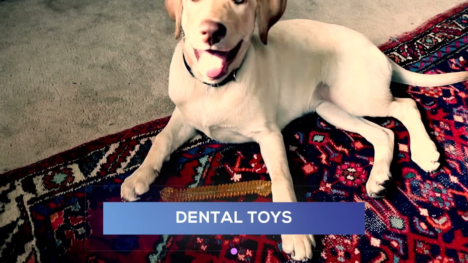 Breed-Specific Biting Patterns — prevention and long-term care strategies