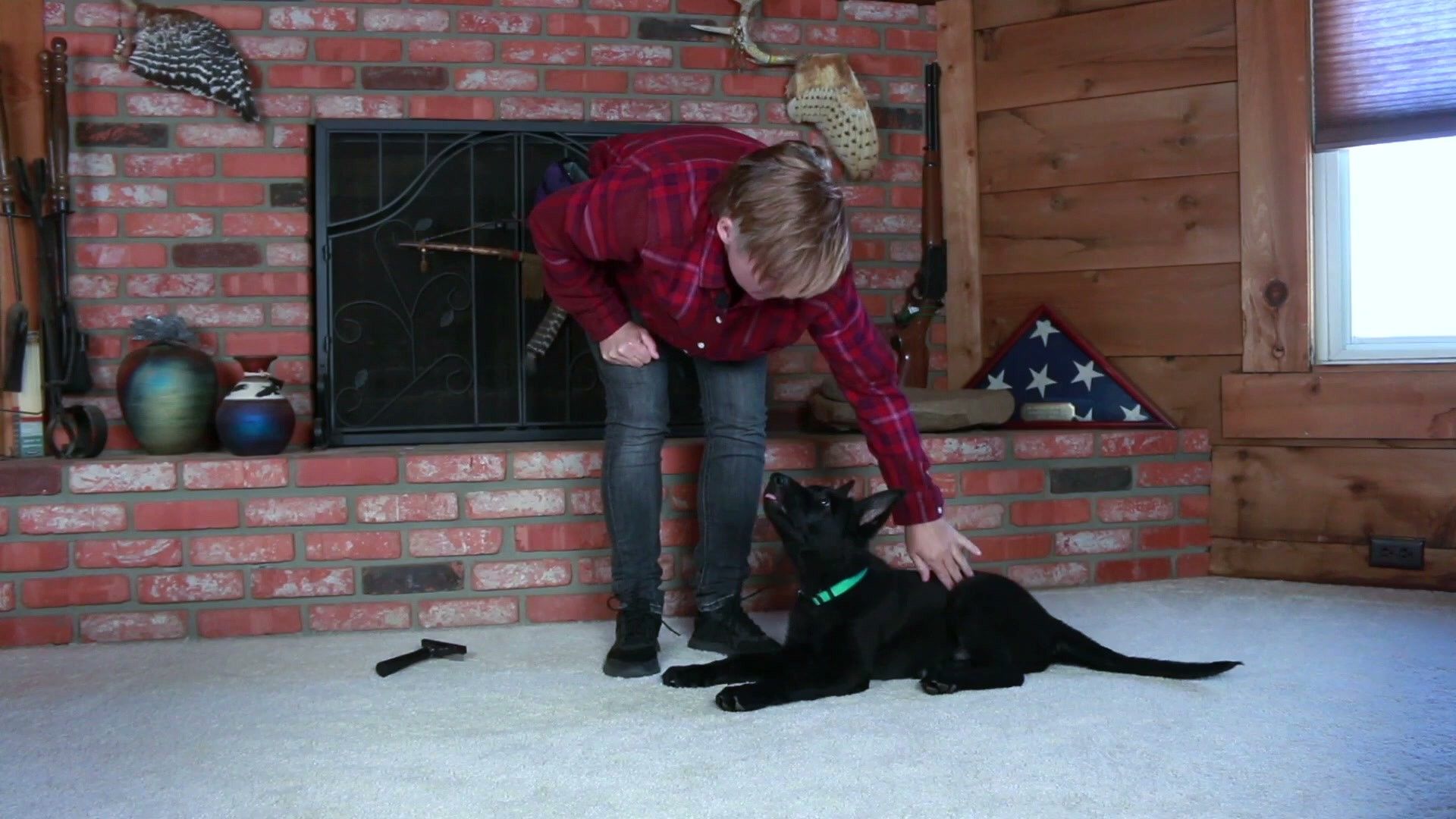 Step-by-Step Protocol That Works — detailed clinical overview for dog owners