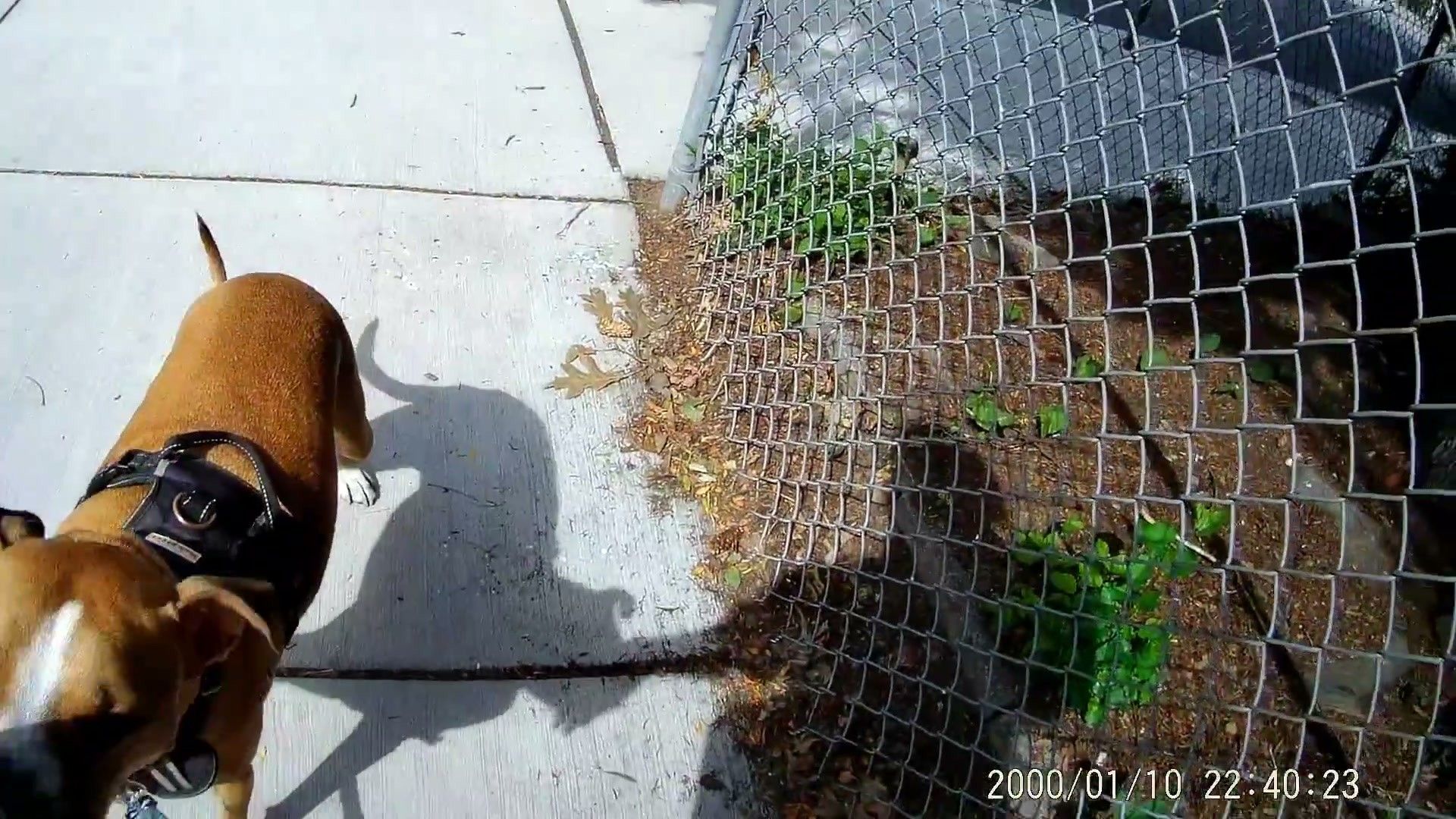Correct treat delivery position at pants seam during loose-leash walking training