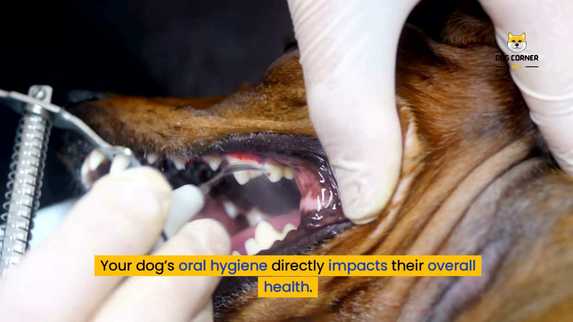 Dog Dental Health: How to Prevent Periodontal Disease (2026)