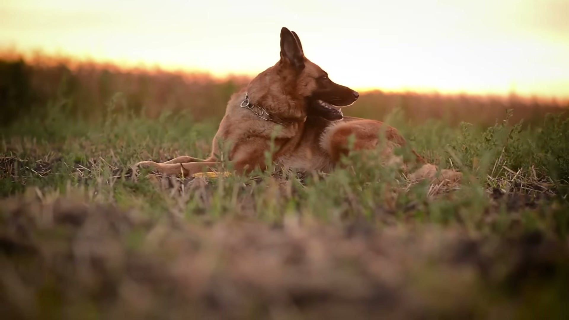 Dog Hydration: How Much Water Dogs Need and Signs of Dehydration