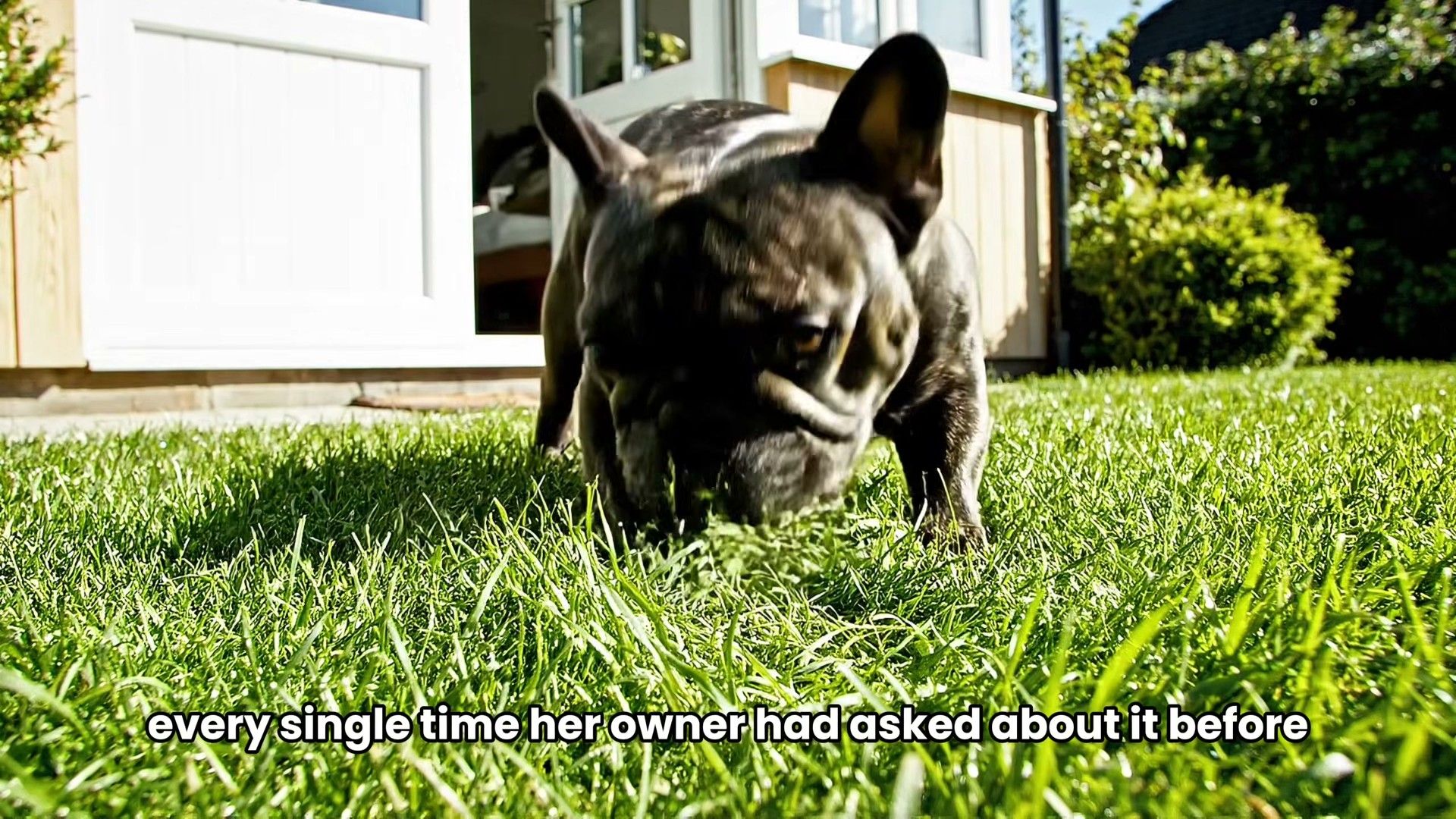 Why Does My Dog Eat Grass? What Research Says About the Habit