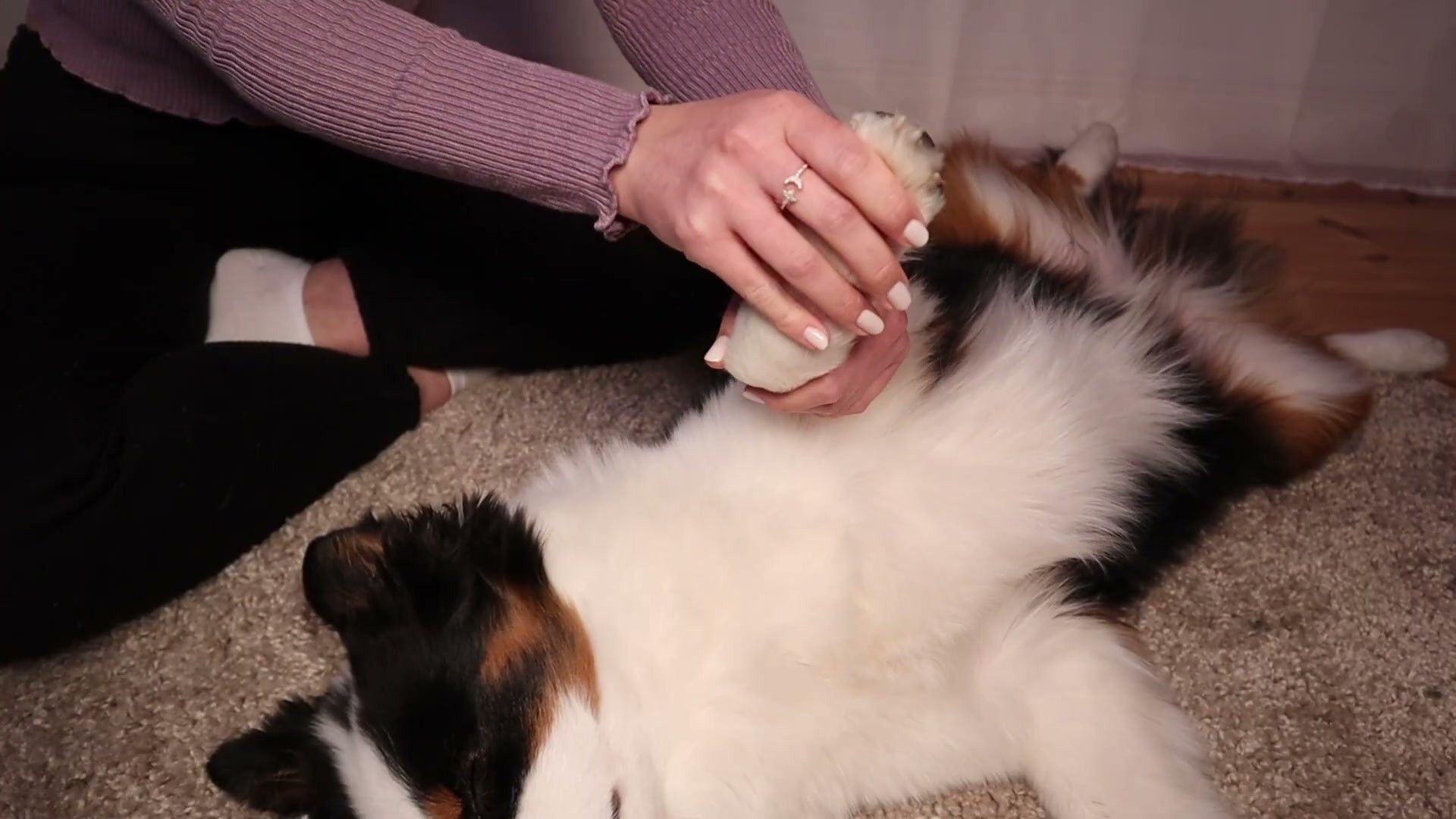 Key Takeaways Audit — veterinary assessment and treatment