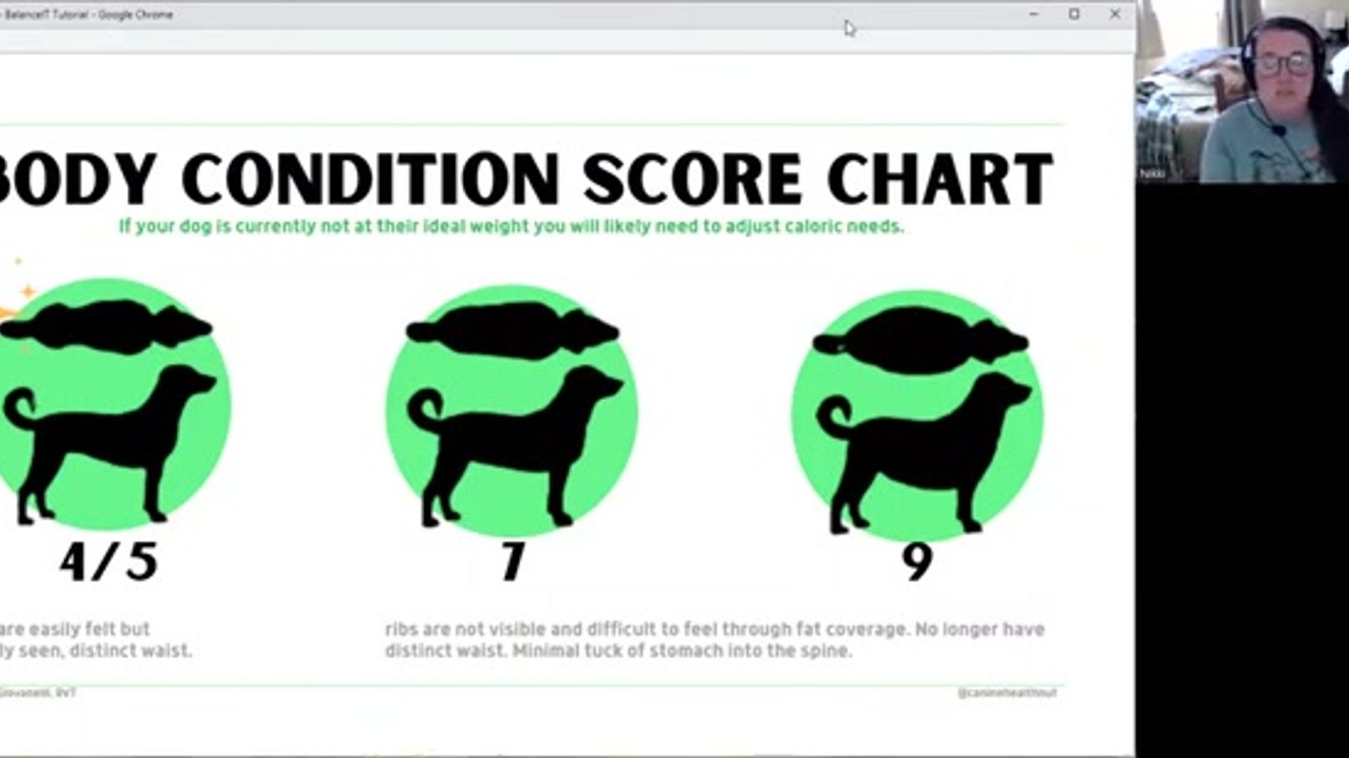 Cooking for Dogs at Home: Essential Nutrient Balancing
