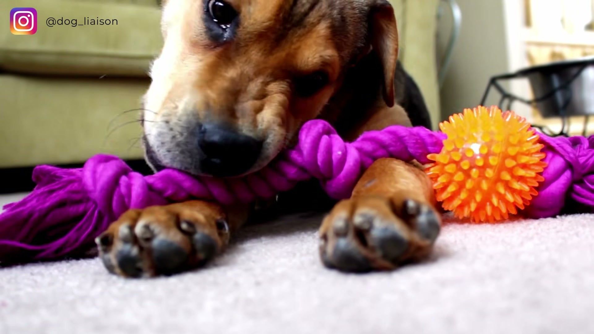 The 5-Step Protocol to Stop Puppy Biting — clinical signs and diagnosis
