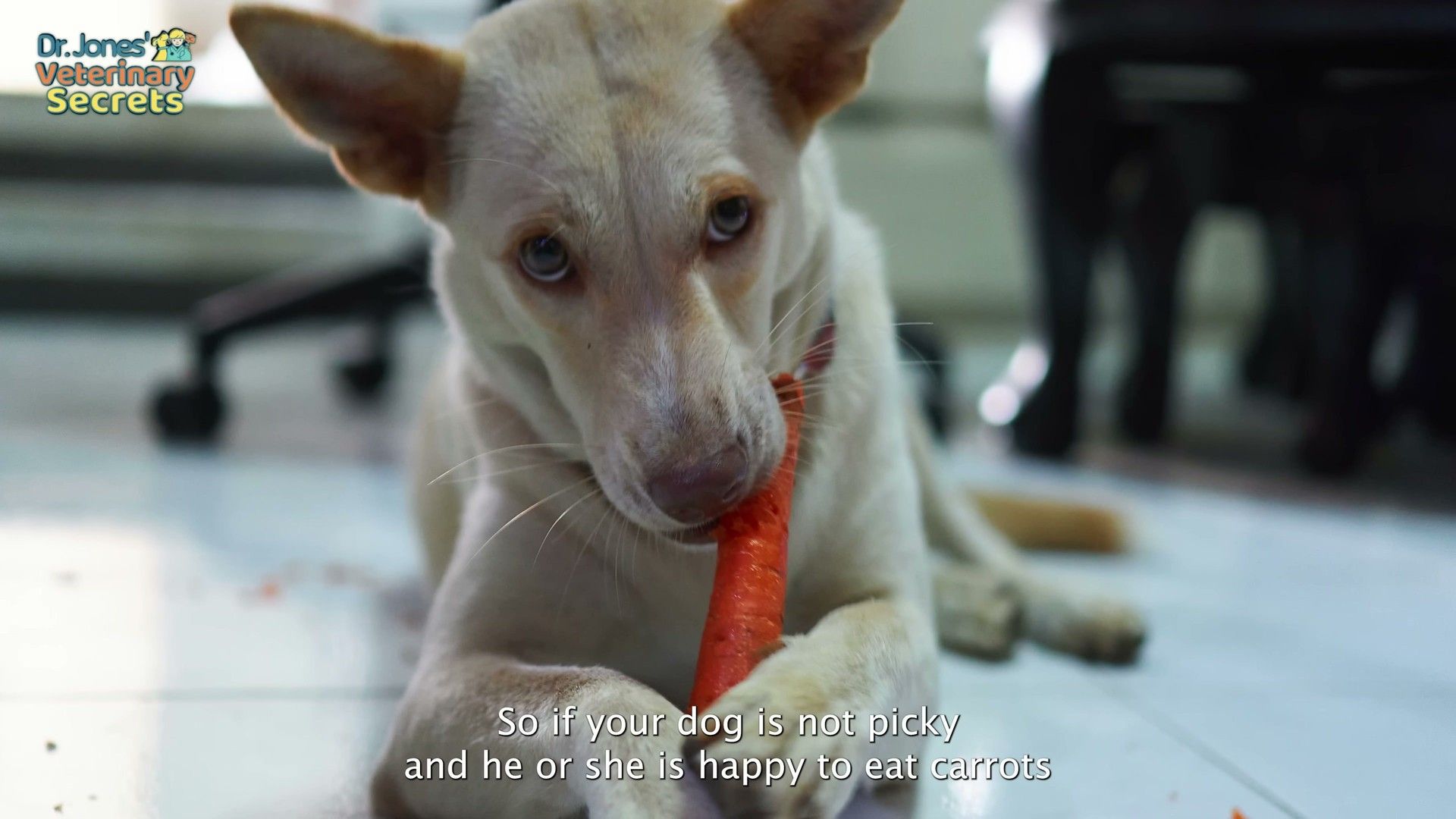 Professional Veterinary Dental Cleanings — evidence-based management for dogs