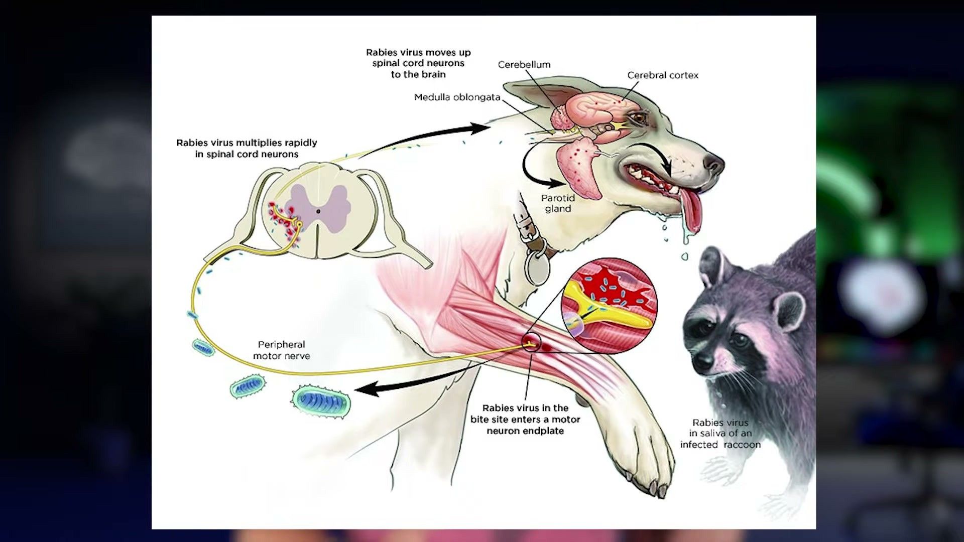 The Neurobiology: Why Your Dog Feels Fear — detailed clinical overview for dog owners