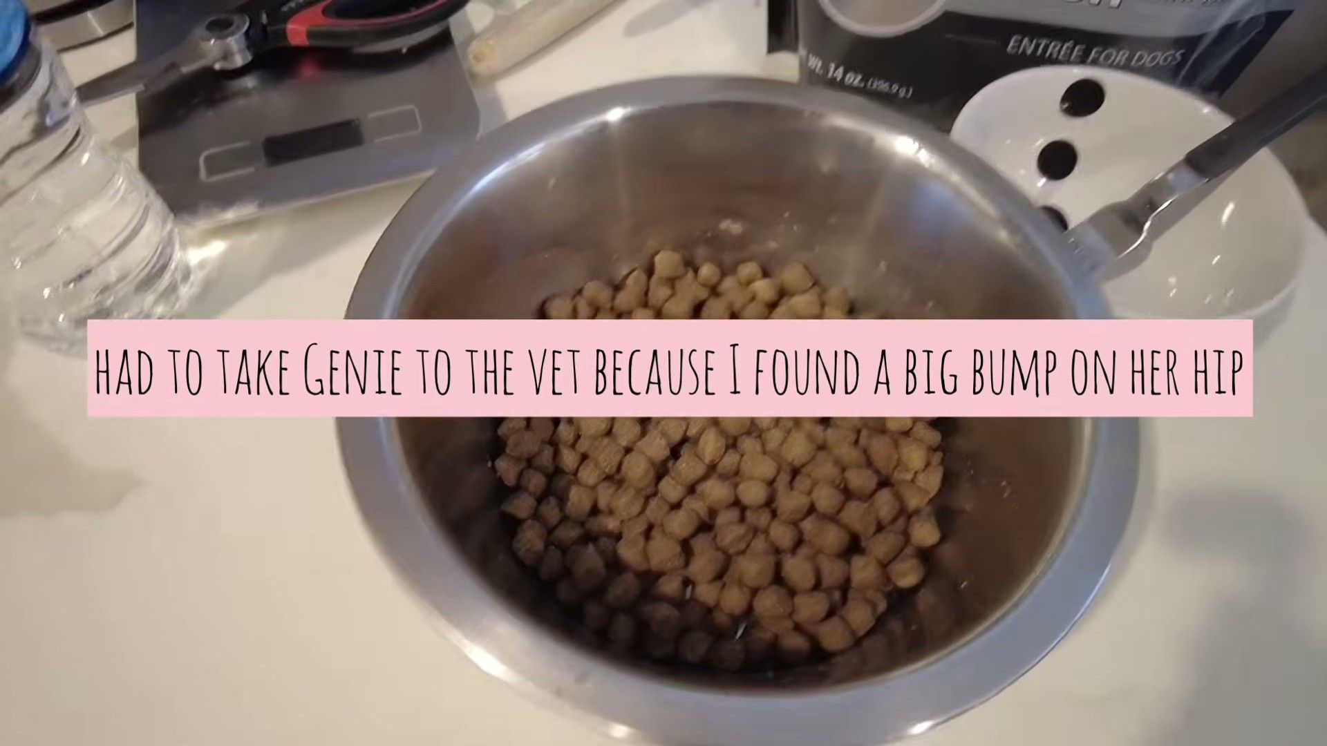 Puppy and adult dog eating from their food bowls