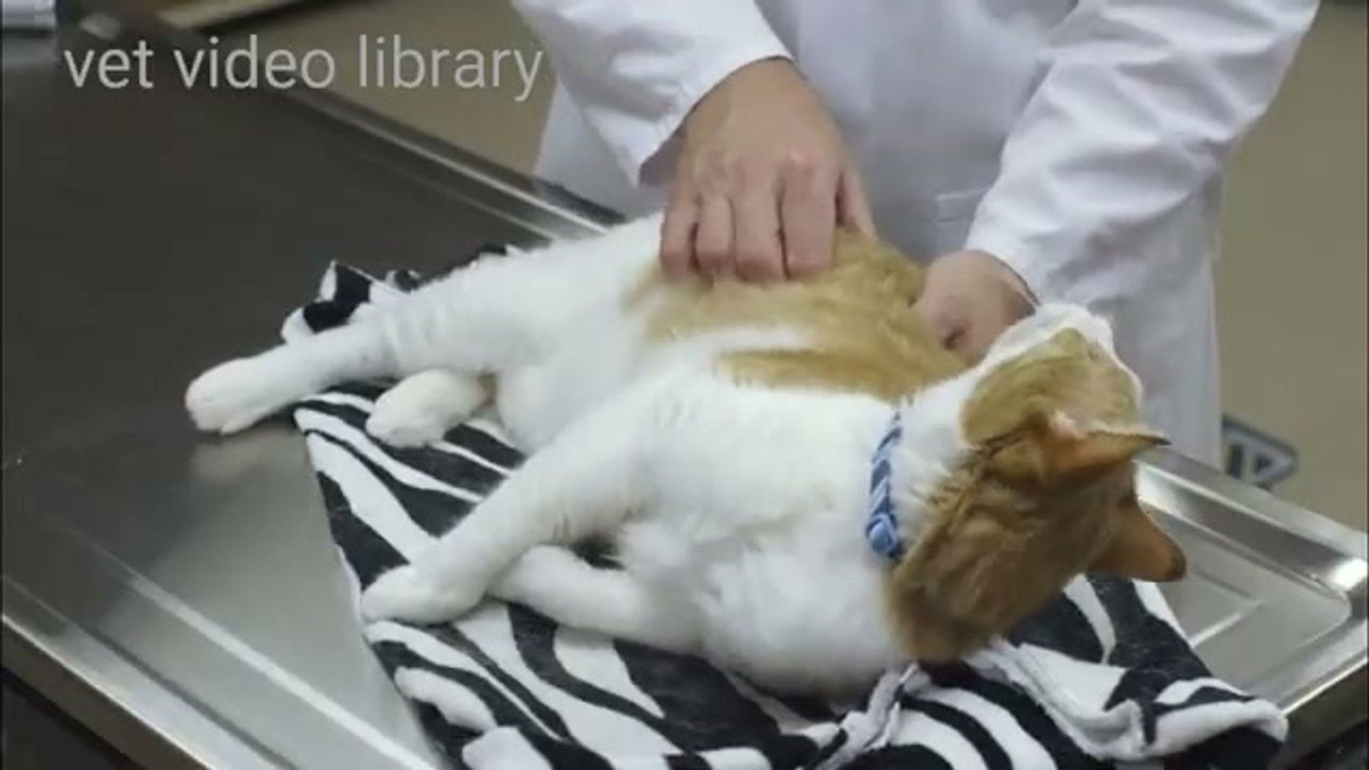 Veterinarian performing wellness examination on dog with stethoscope