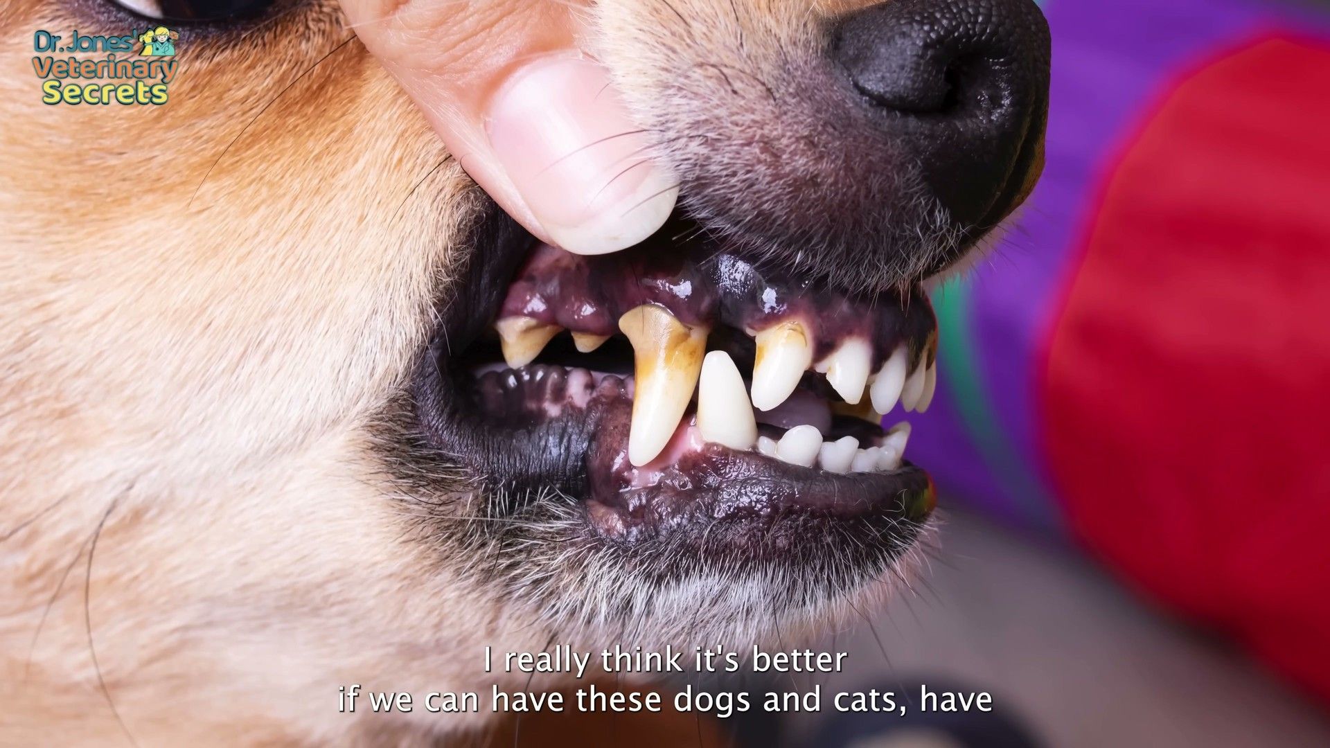 Dog receiving dental care showing healthy white teeth