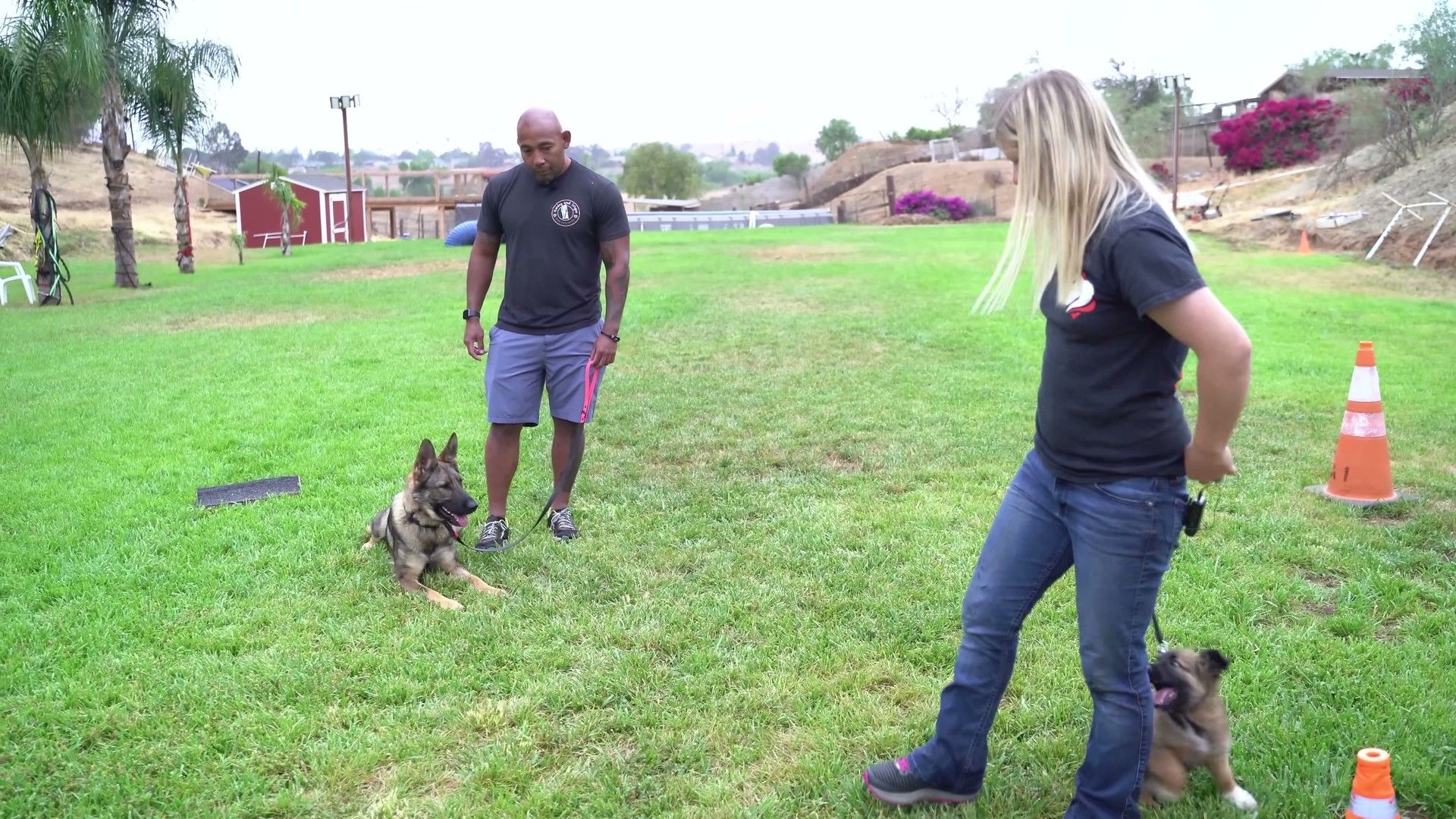Introduction: Why This Matters — detailed clinical overview for dog owners