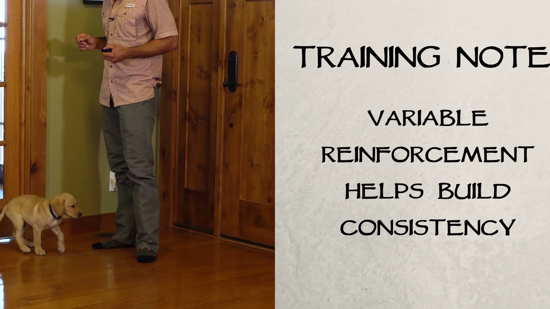 Person using clicker training with Labrador puppy sitting attentively