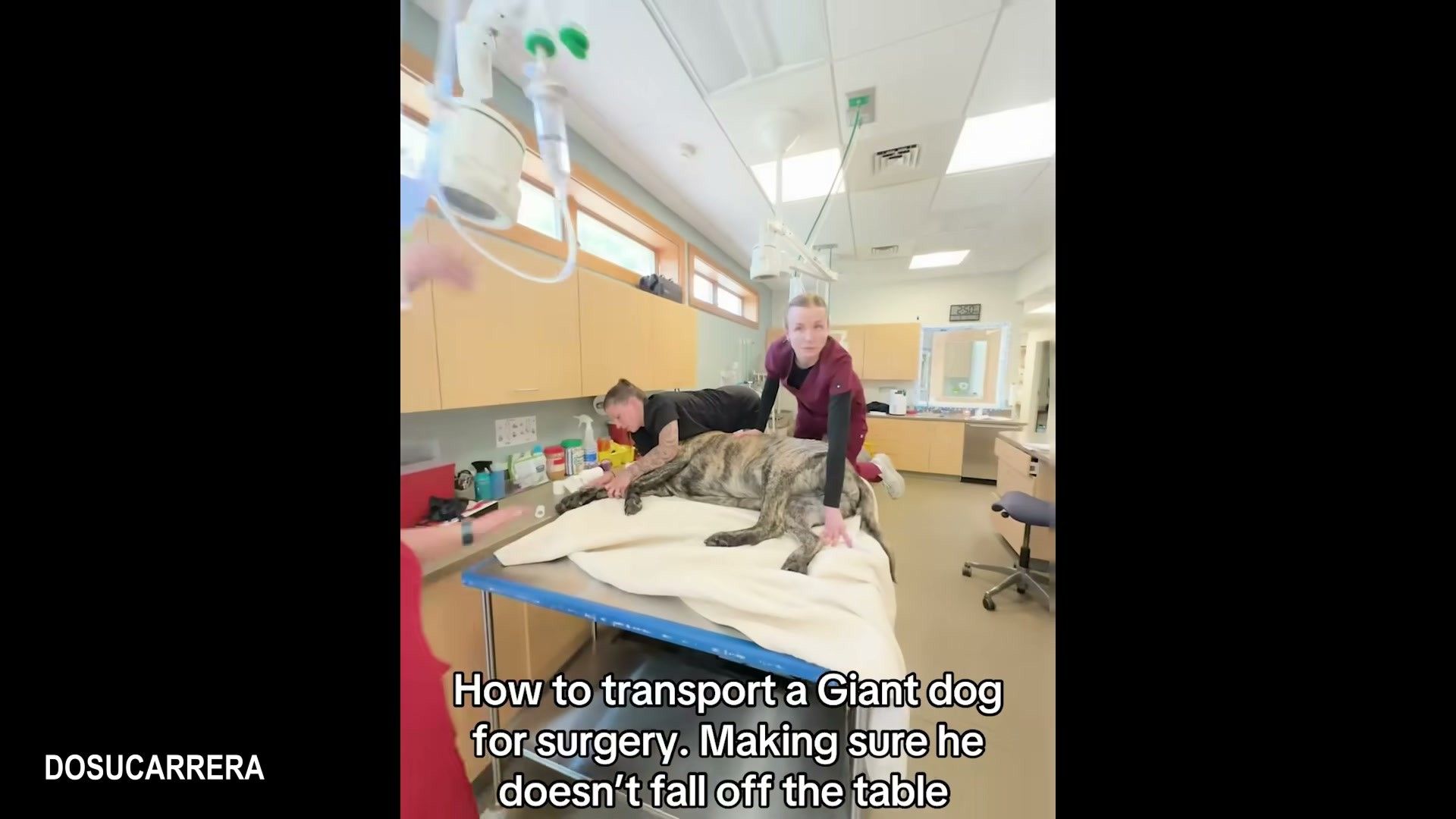 Vaccination Guide for Dogs: Which Vaccines Your Dog Actually Needs (2026)
