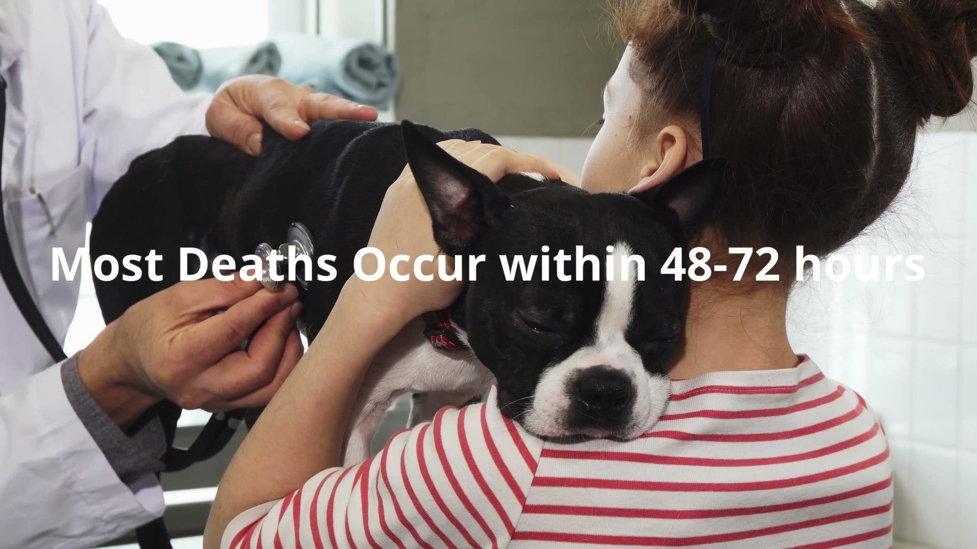 Conditions Warranting Probiotic Use — detailed clinical overview for dog owners