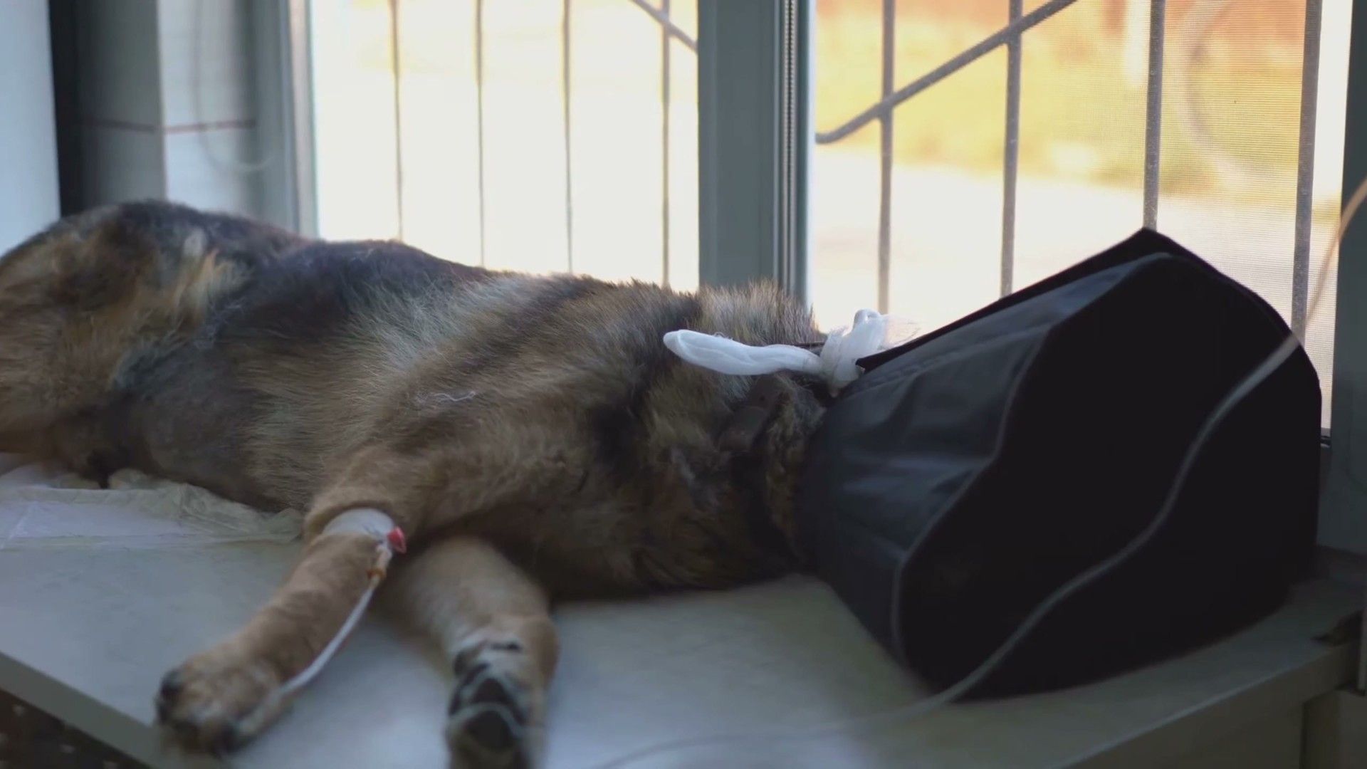 Common Mistakes: 5 Errors That Sabotage Progress — detailed clinical overview for dog owners