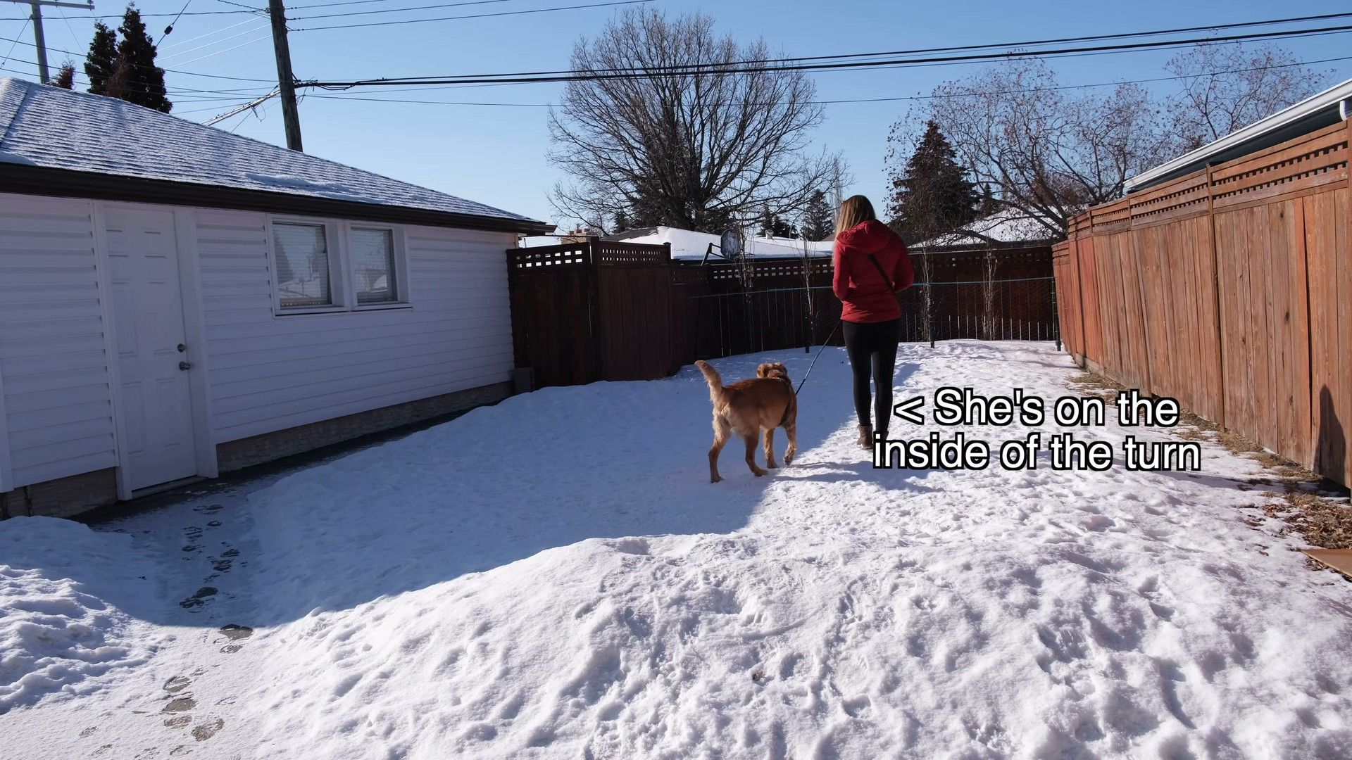 Best (and Worst) Equipment for Loose Leash Walking — detailed clinical overview for dog owners