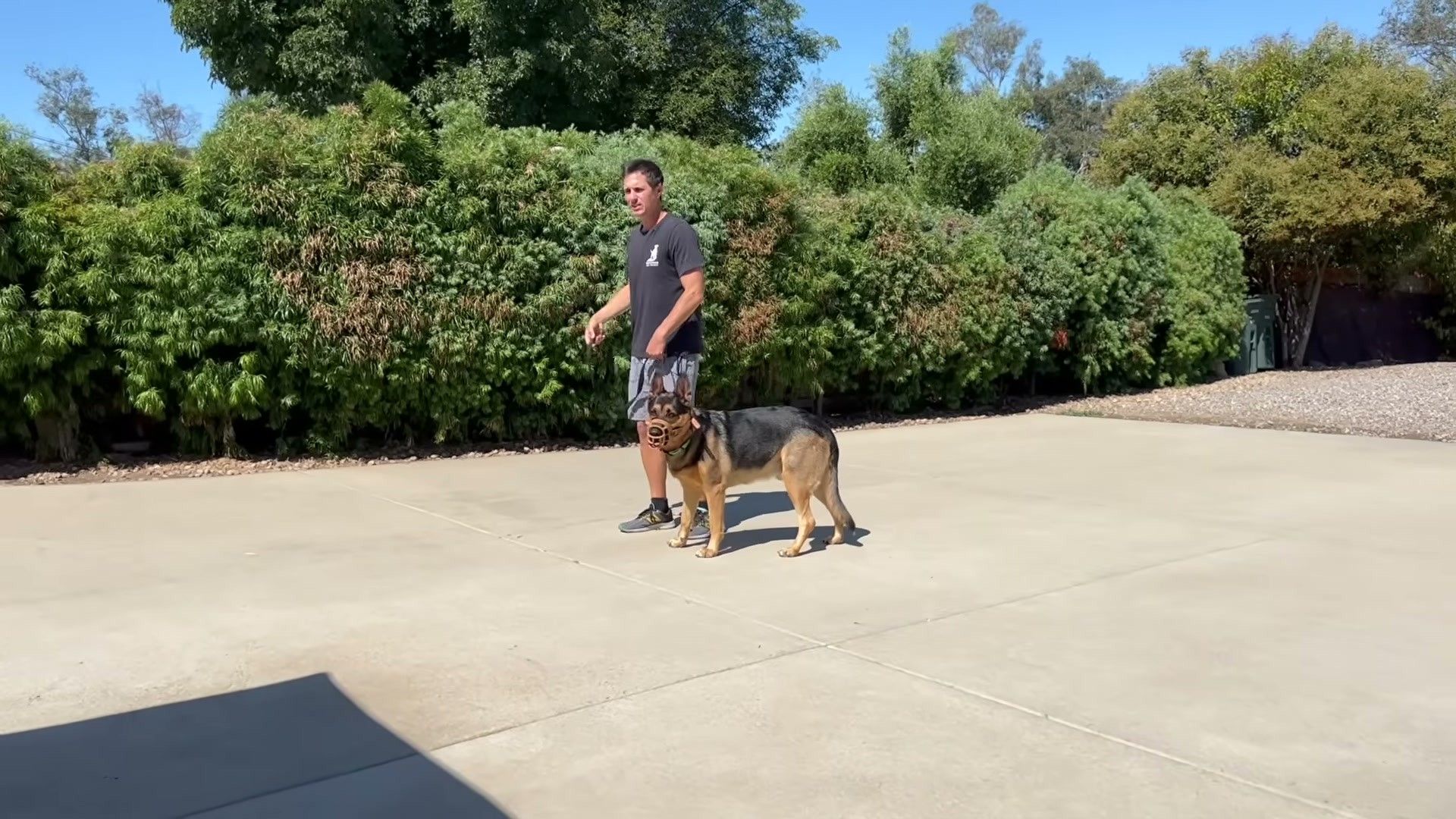 Jealousy as a Real Canine Emotion — Not Just Anthropomorphism — veterinary assessment and treatment