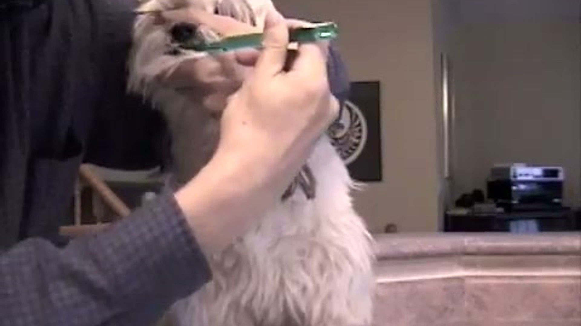 The Hidden Danger: What is Periodontal Disease in Dogs? — detailed illustration for dog owners