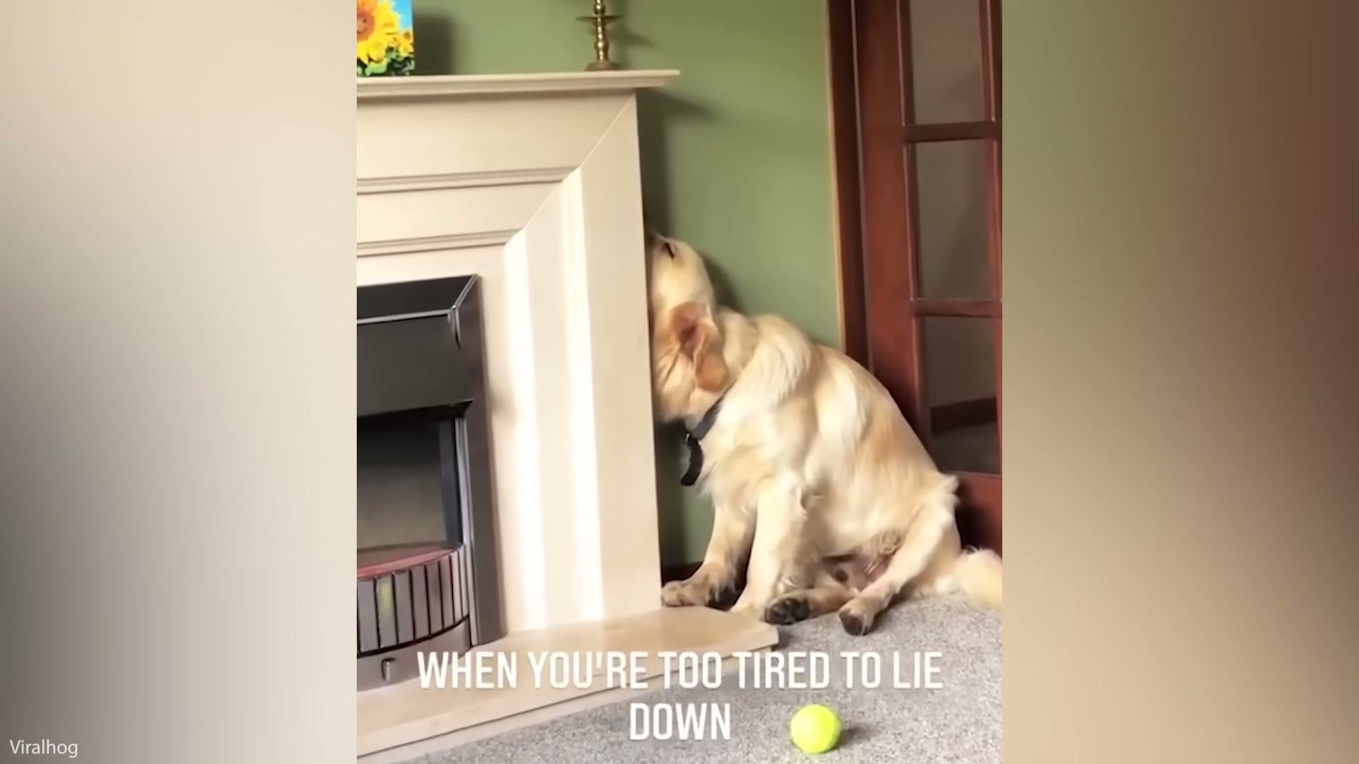 How to Teach Recall: Get Your Dog to Come Every Time (2026)