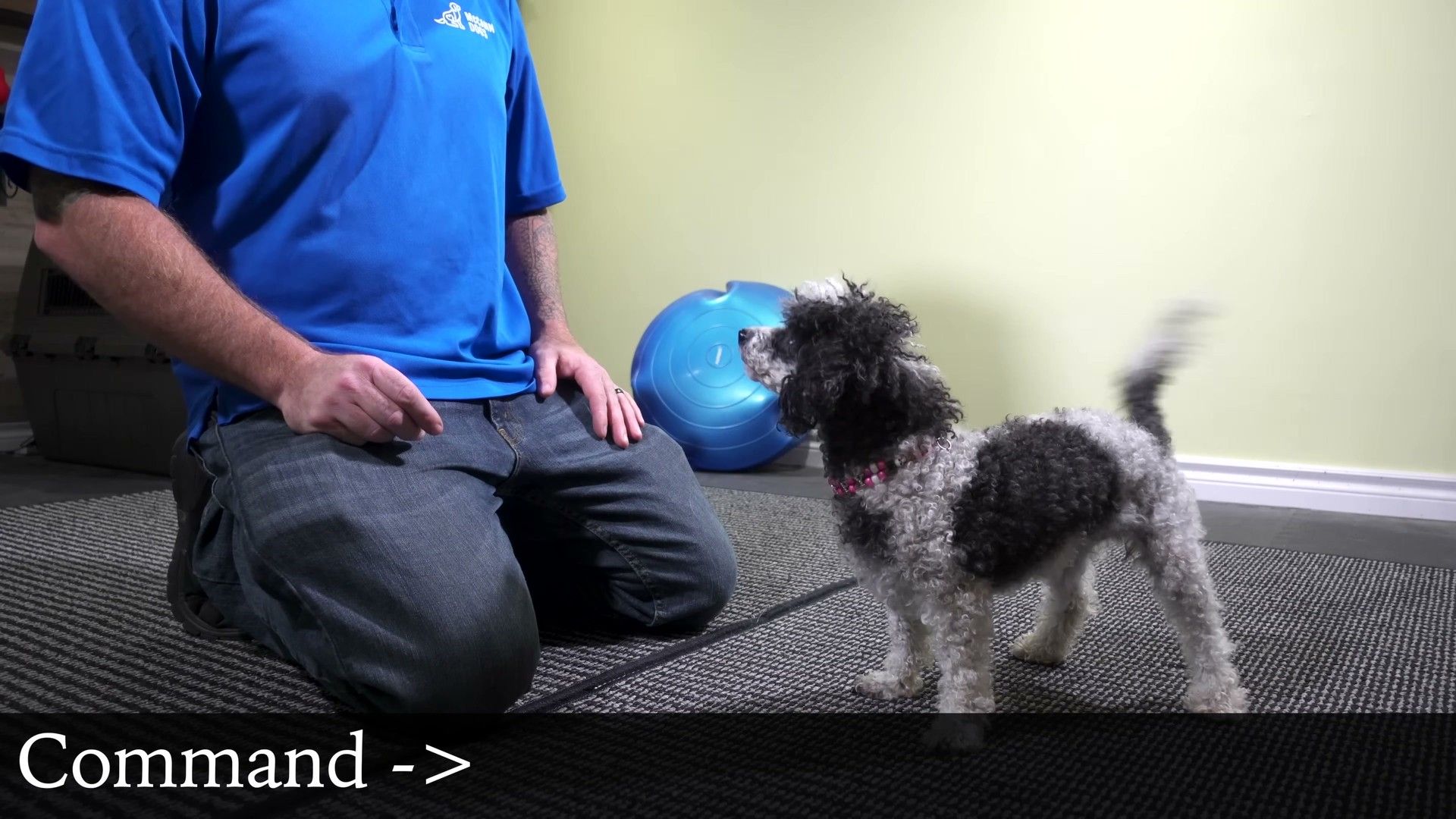 What to Do This Week: Your First Steps — detailed clinical overview for dog owners