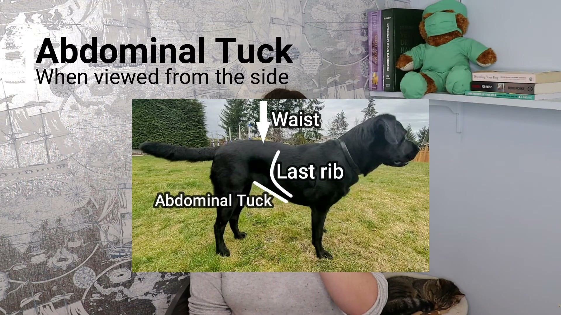 Dog Weight Management: How to Safely Help Your Dog Lose Weight (2026)