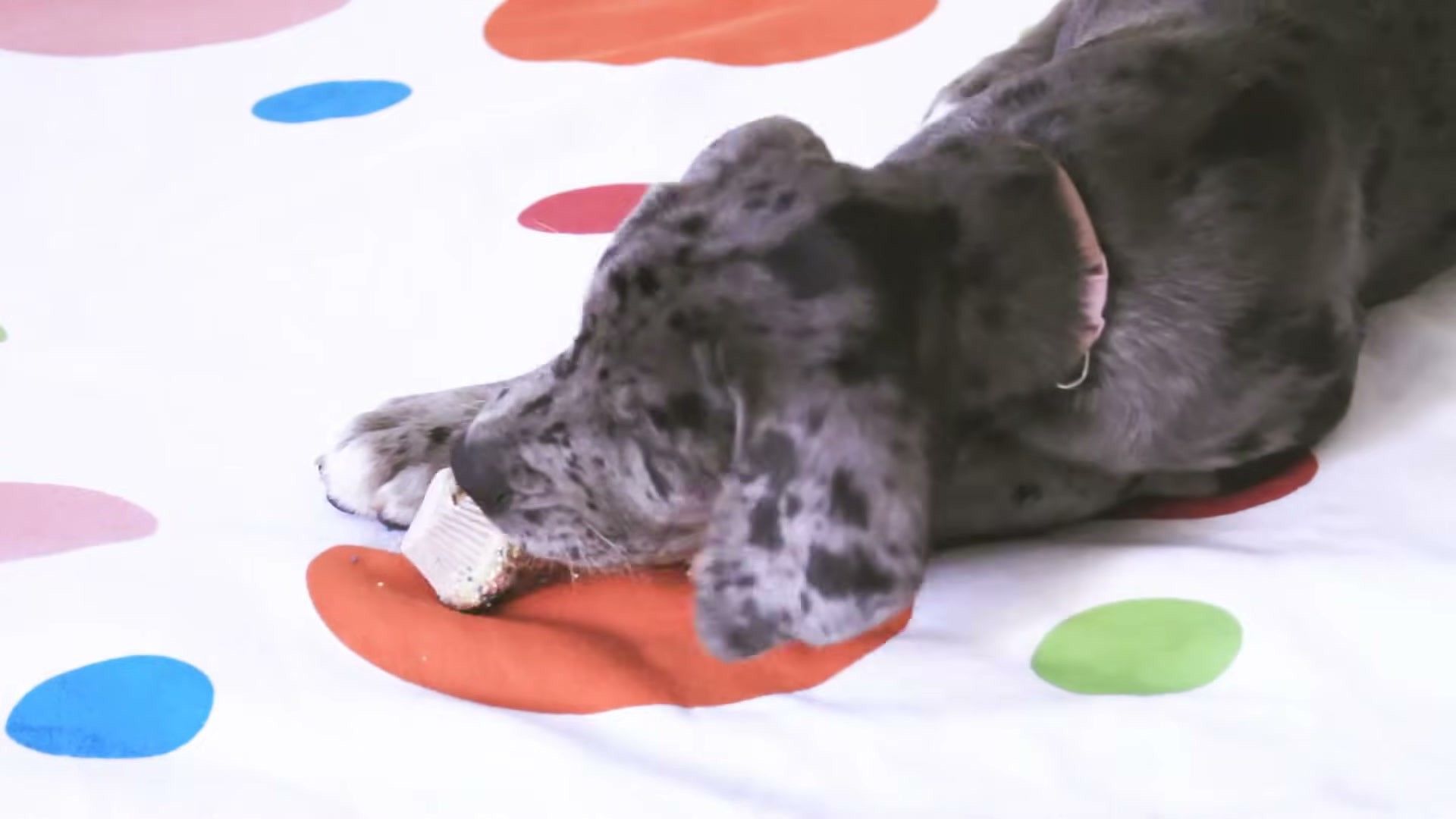References Audit — evidence-based management for dogs