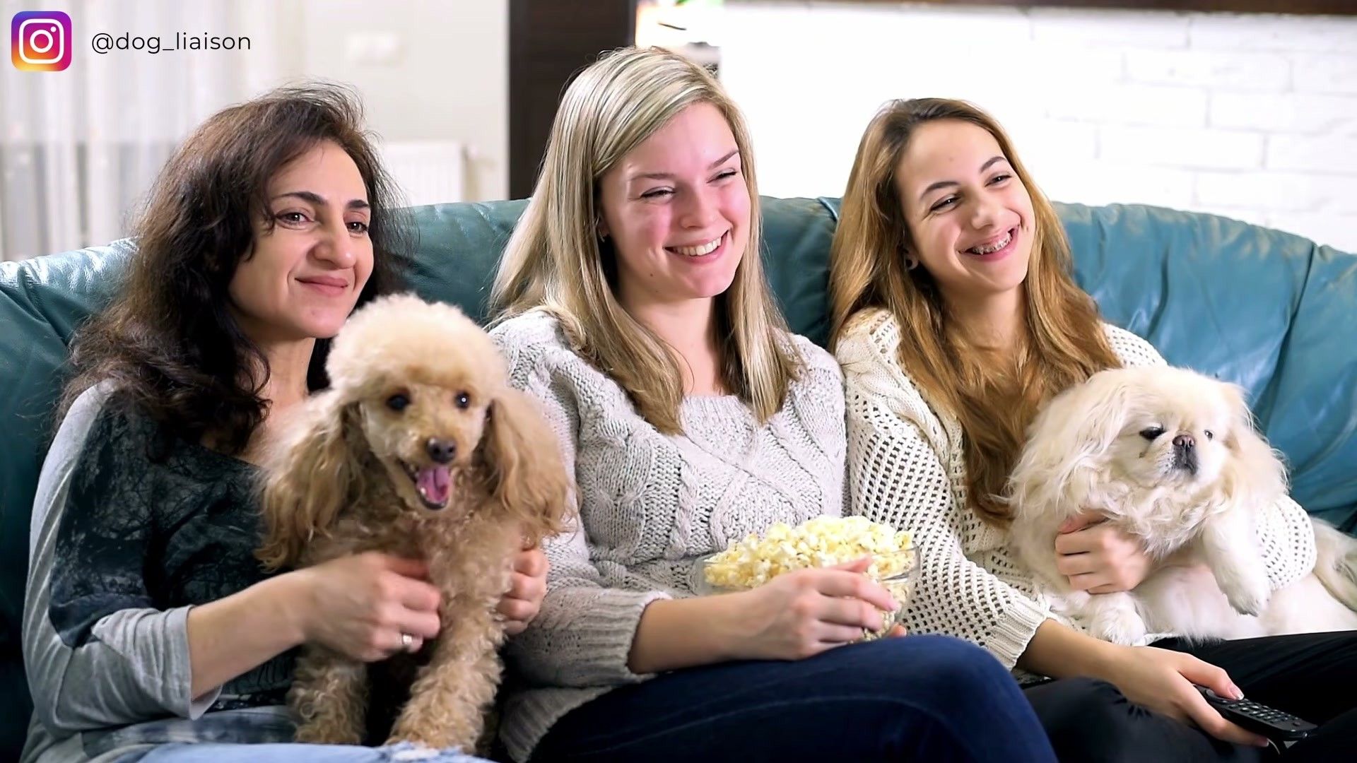 Social Dynamics and Hierarchy Signals in Multi-Dog Households — detailed illustration for dog owners