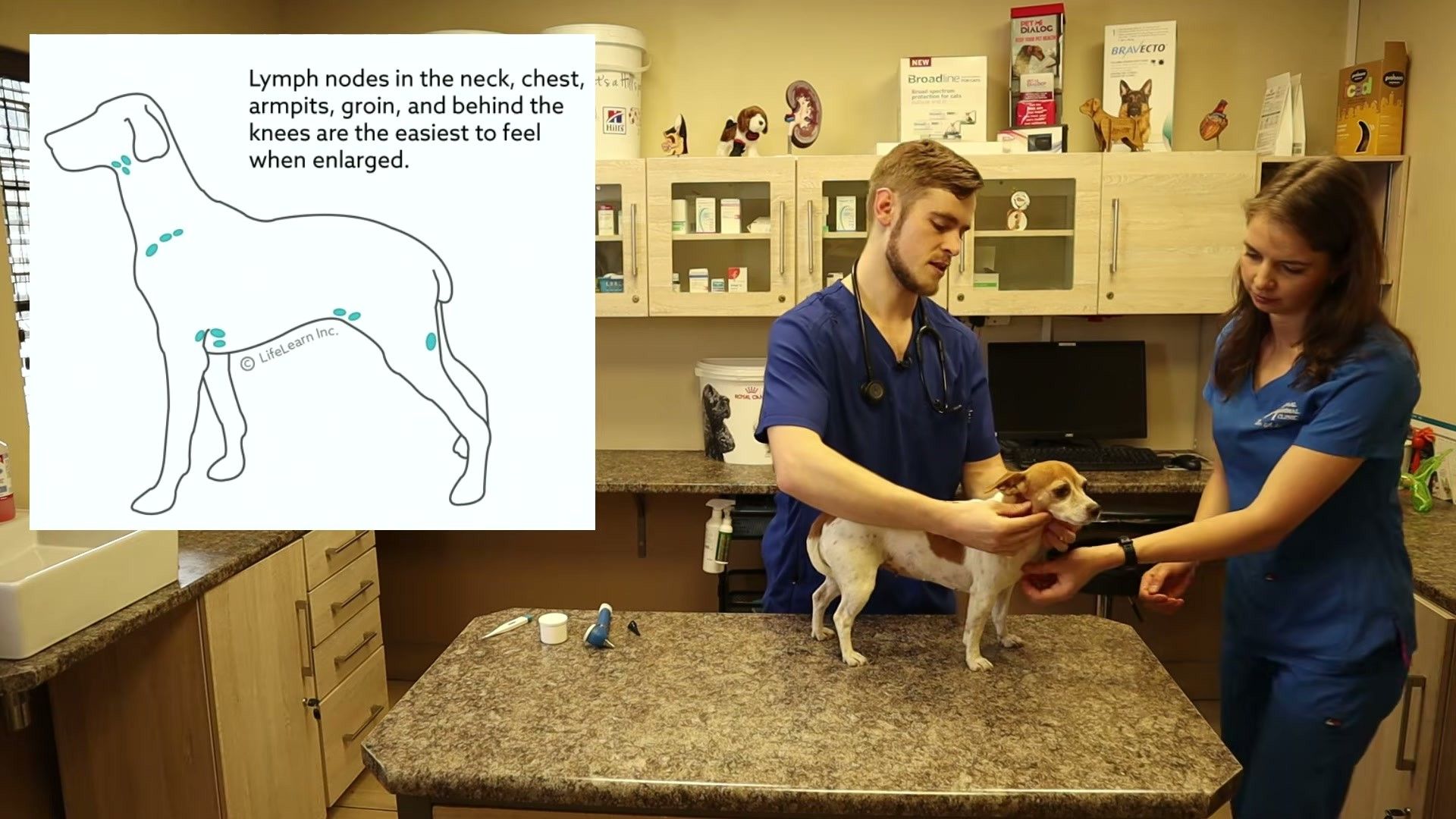 Veterinarian assessing dog body condition during wellness exam