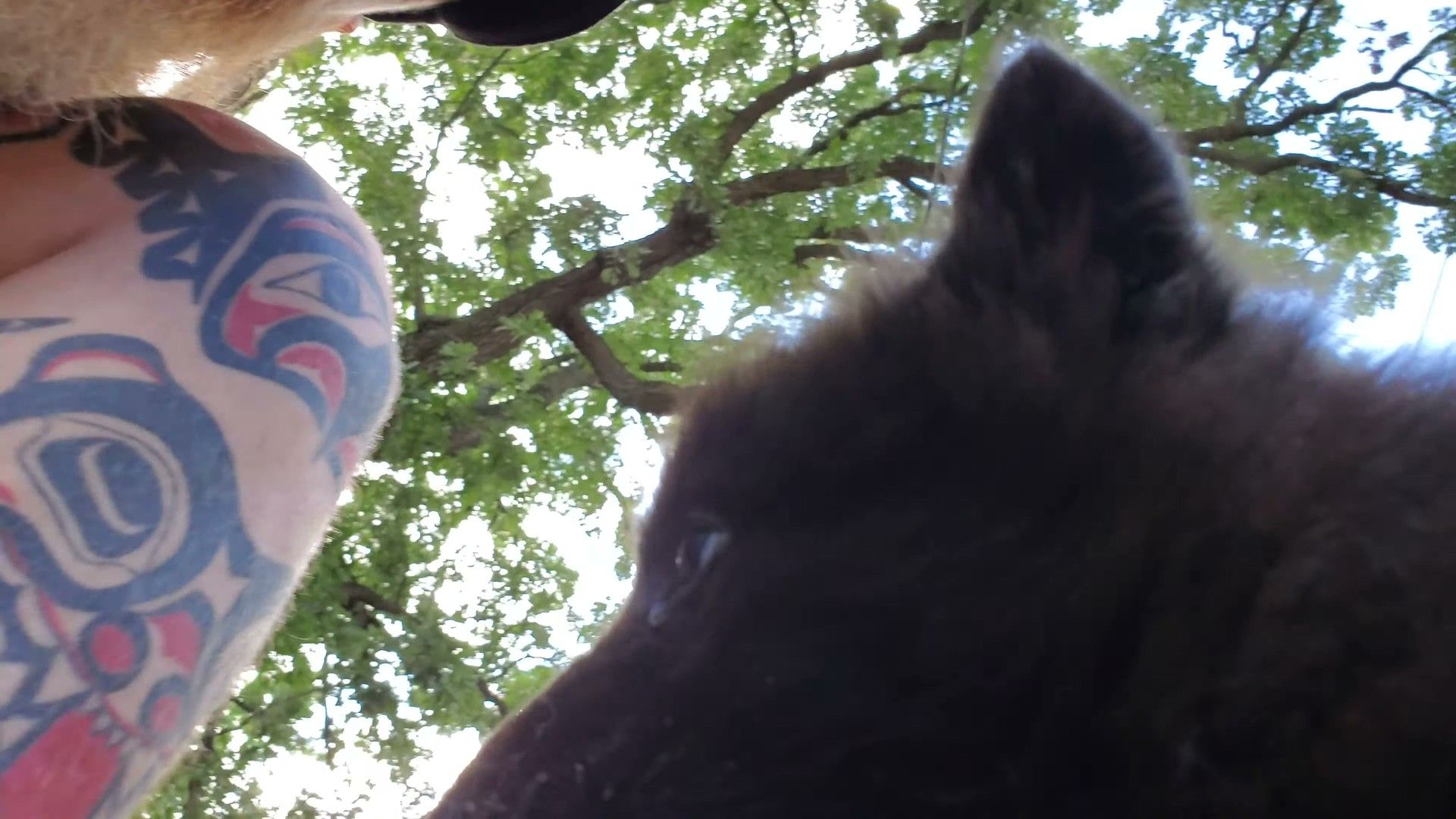 References Audit — evidence-based management for dogs