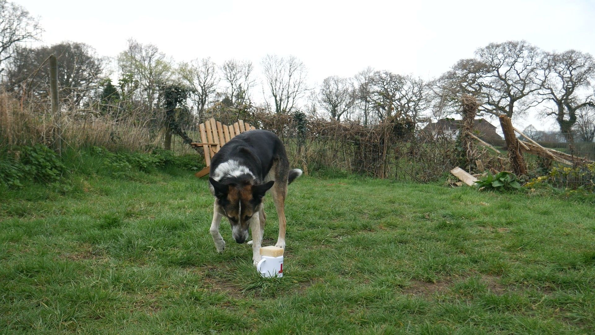 How Dogs Learn Impulse Control: The Evidence — detailed clinical overview for dog owners
