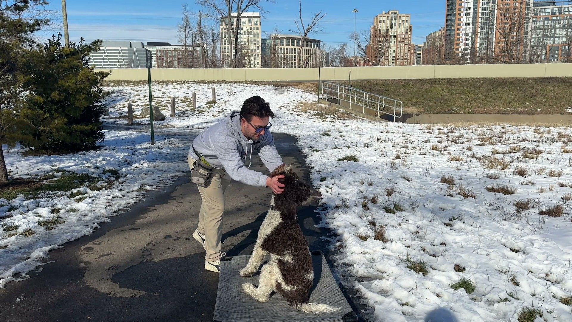 Multi-Dog Household Management: Training When You Have More Than One Dog