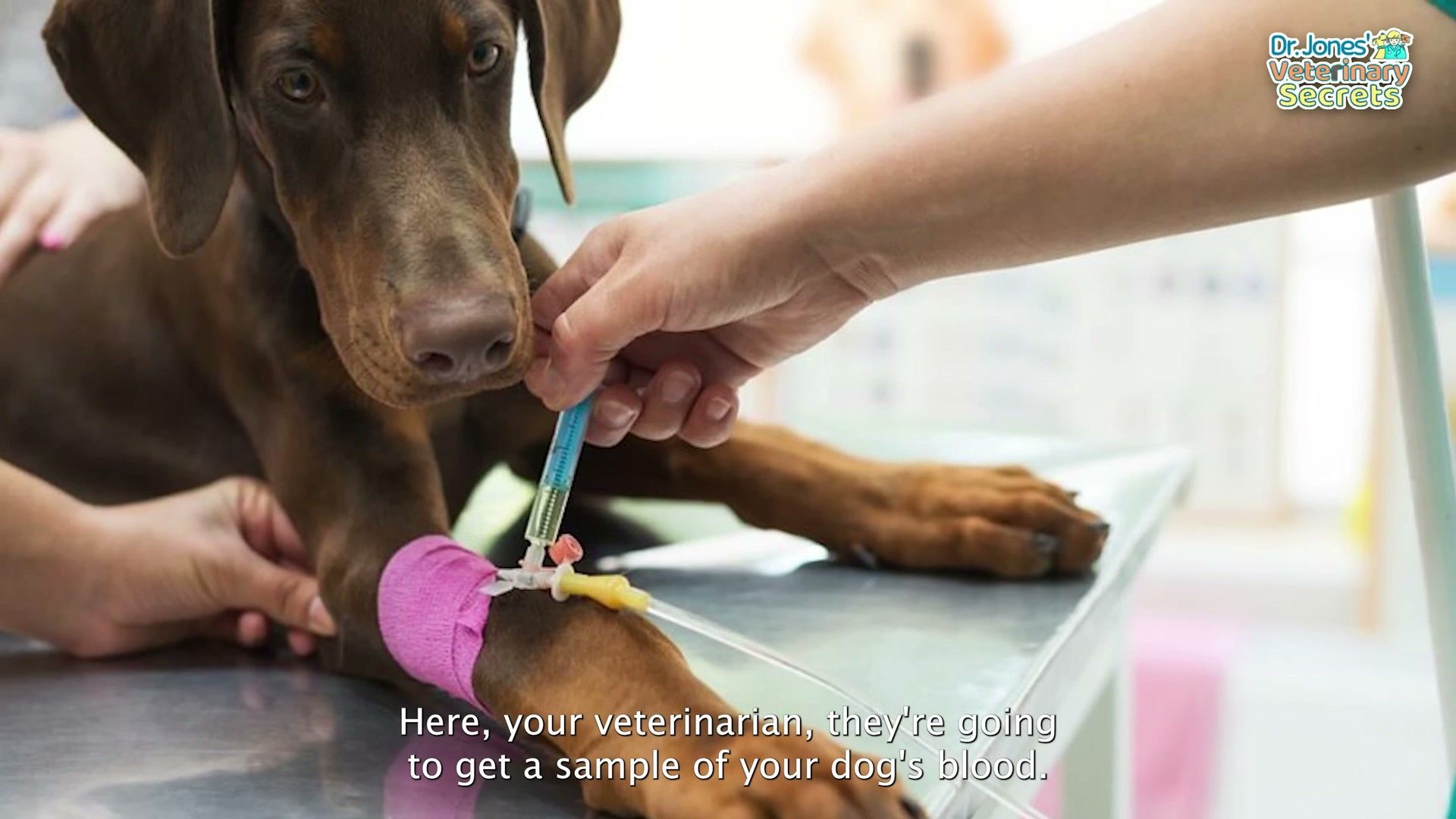 Monitoring Progress and Plateaus — detailed clinical overview for dog owners