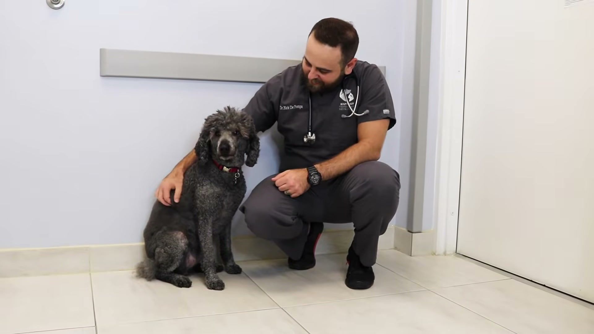 Veterinarian performing health check on dog in examination room