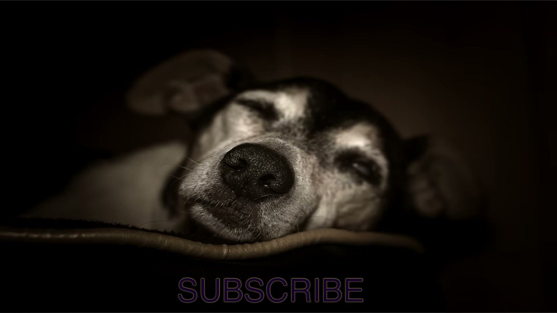 Sleep: The Hidden Variable — evidence-based management for dogs