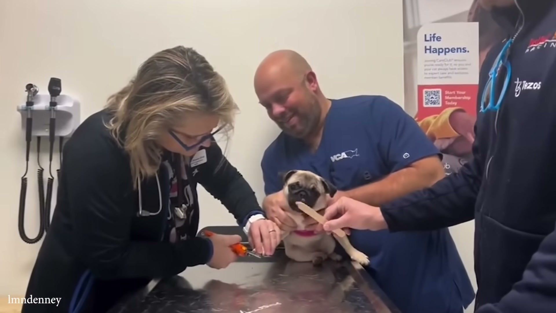 Dog receiving vaccination at veterinary clinic