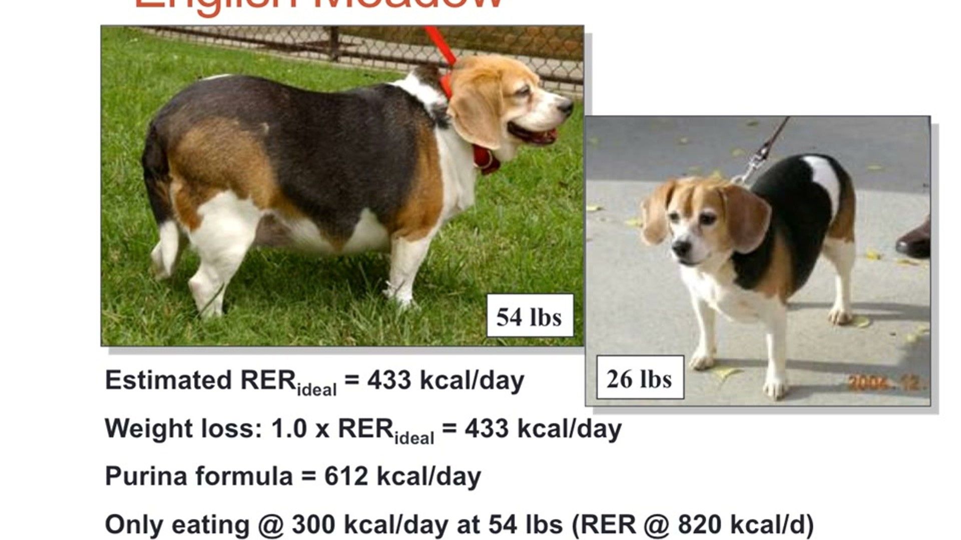 Working & Family Breed Profiles: Beagles, Boxers, Aussies, Huskies & Dobermans — evidence-based management for dogs