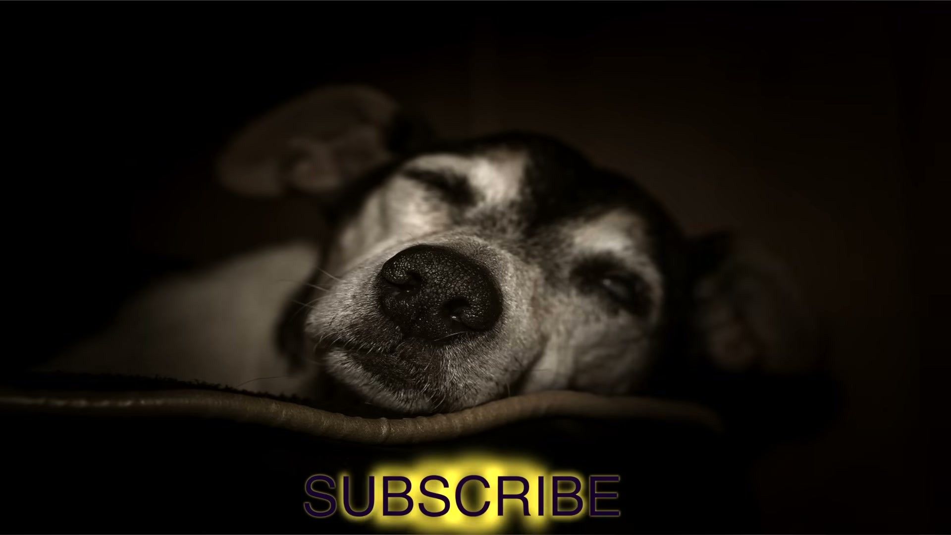 Senior Dog Care Guide: Health, Nutrition, and Quality of Life After Age 7