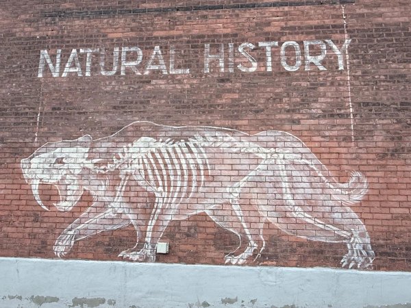 Natural History by Pascale Ardin - Mural in Centretown West, Ontario