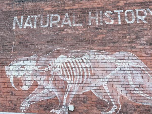 Natural History by Pascale Ardin - Mural in Centretown West, Ontario