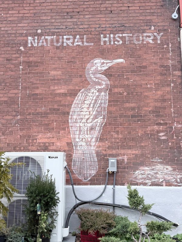 Natural History by Pascale Ardin - Mural in Centretown West, Ontario