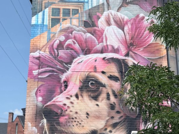 Bank Street Dog Mural by Dom Laporte - Street art mural in The Glebe, Ottawa, Ontario