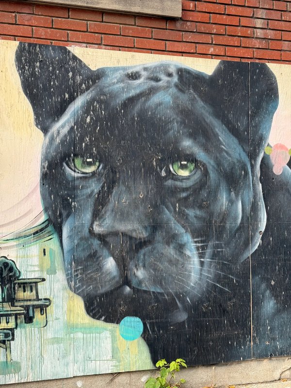 A Walk to the Jungle street art mural photo 5